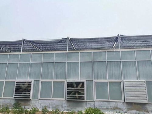 北京連日高溫,熱帶植物竟最怕熱 如何防暑大揭秘